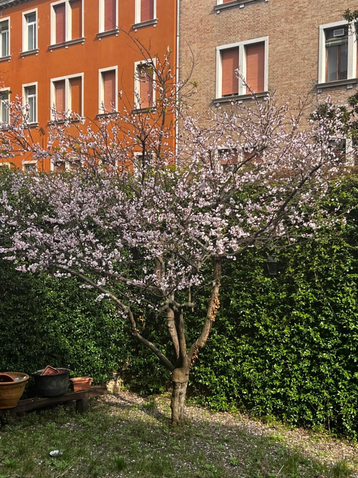 Vibes - Terrace In Veneza